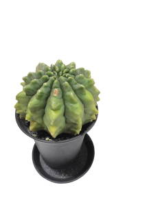 Cactus Gymnocalycium